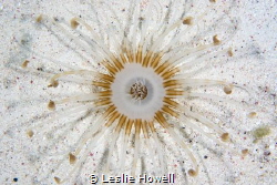 We would see these beautiful banded tube dwelling anemone... by Leslie Howell 